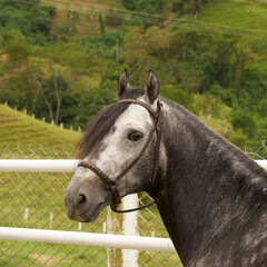 Portrait of a beautiful horse standing looking out away in a stable stables on a farm