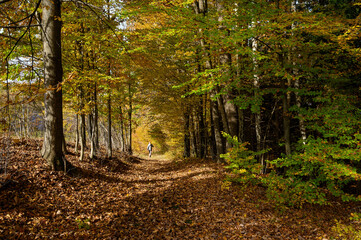 Fototapeta premium Colorful autumn in the sunny forest