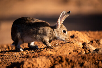 European rabbit (Oryctolagus cuniculus)