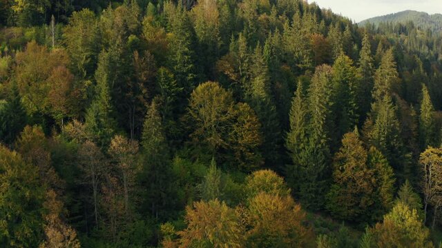 Forest autumn tree mountains yellow pine wood