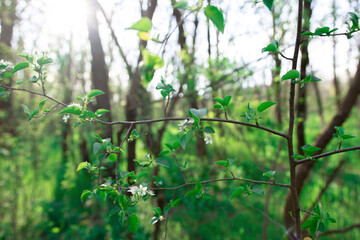 sun rays through the leaves of trees. beautiful summer or spring landscape. natural background. space for text