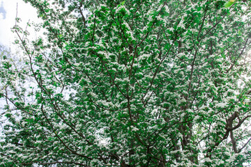 Common hawthorn branch with tiny white flowers in the spring with a foliage background. Crataegus monogyna, oneseed hawthorn, single-seeded hawthorn. bright sun flare
