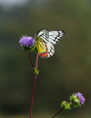 butterfly on flower