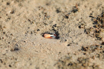small crab in the sand on the shore of the Red Sea