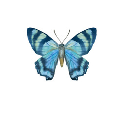 Bright butterfly isolated on white background. Watercolor butterfly blue. Insect for design, print, postcards.