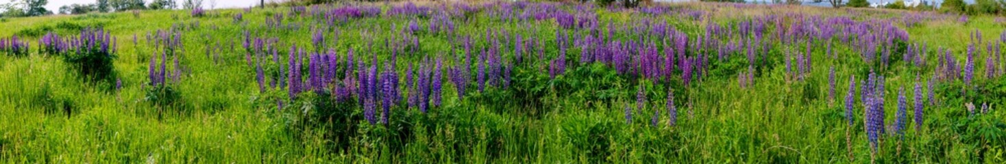 Bouquet of lupine summer flower background. Lupine fields with pink, purple and blue flowers. Beautiful wildlife, sunny summer. Panorama of blue flowers