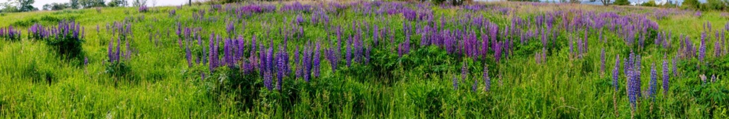 Obraz premium Bouquet of lupine summer flower background. Lupine fields with pink, purple and blue flowers. Beautiful wildlife, sunny summer. Panorama of blue flowers
