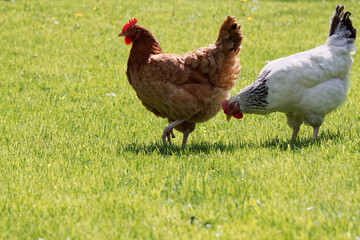 Domestic hen animal. Chicken farm.