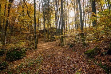 Colorful autumn in the sunny forest