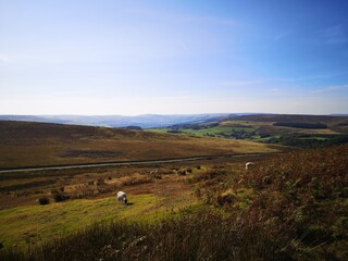 Obraz premium landscape with sheep