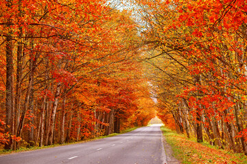 Asphalt road in autumn lane with alder trees tunnel. Beautiful nature landscape. Fall season