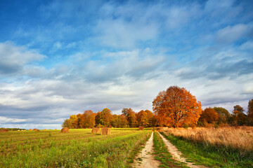 Autumn Field, Maple Tree, Country Road. Fall rural landscape. Lonely beautiful pastures autumn tree