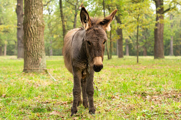 Fototapeta premium Donkey outdoors in nature. Portrait of a donkey