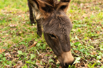 Fototapeta premium Donkey outdoors in nature. Portrait of a donkey