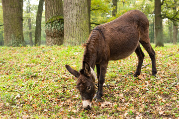 Donkey outdoors in nature. Portrait of a donkey