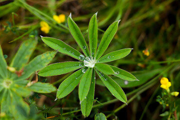 Fototapeta na wymiar Wild perennial lupinus (Lupinus perennis) with clear water drops after rain