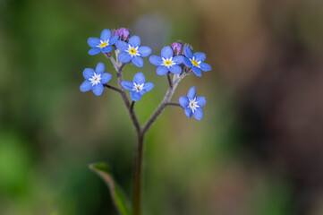 Myosotis sylvatica wood forget-me-not beautiful flowers in bloom, wild plants flowering in forests