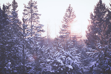 Winter forest.Frozen nature background. Landscape of the winter forest.