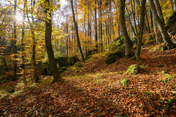 Obraz premium Colorful autumn in the sunny forest