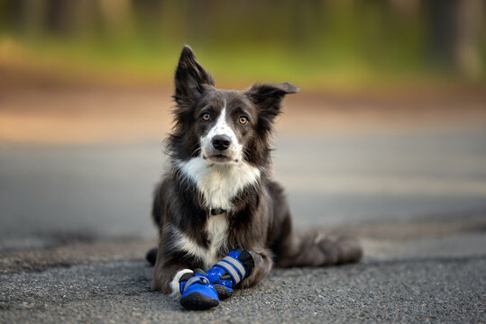 Border Collie Dog Lying Down Outdoors In Blue Dog Boots