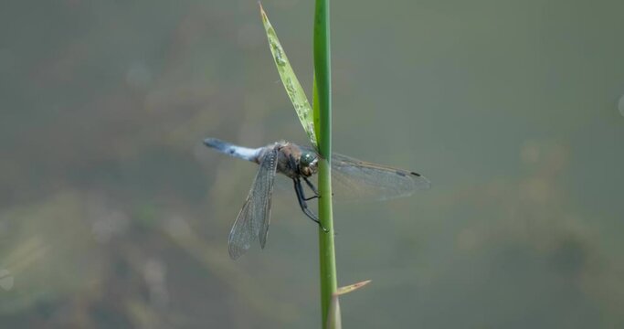 Macro shot of colorful dragonfly UHD 4K