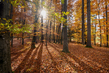 Colorful autumn in the sunny forest