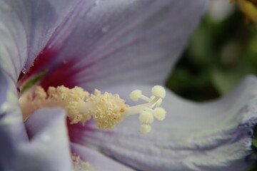 Hibiskus © Blacksheep