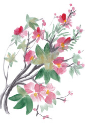 Flowering branch of hibiscus. Watercolor illustration, jpg