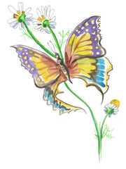 Chamomile Flower and Butterfly. Watercolor illustration, jpg