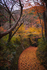 京都府 神蔵寺 紅葉