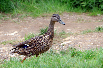 Female mallard (Anas platyrhynchos) walking under a riverbank in germany