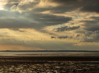 Seagulls flock at sunset