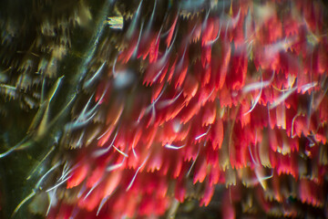 Colorful butterfly wings through a microscope