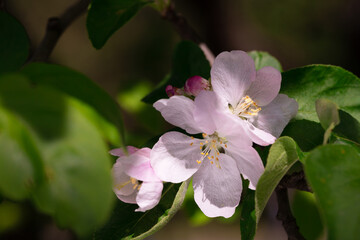 Spring pink flowers and leaves.