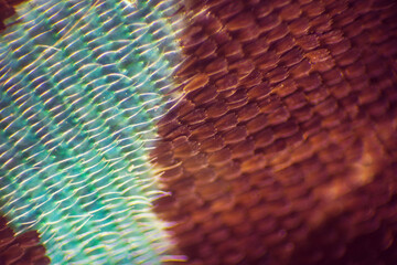 Colorful butterfly wings through a microscope