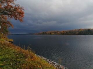 autumn in the forest