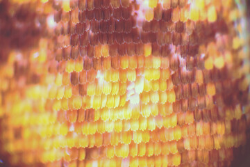 Colorful butterfly wings through a microscope