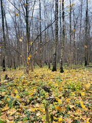 autumn in the woods