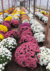 Pink, white and yellow chrysanthemums