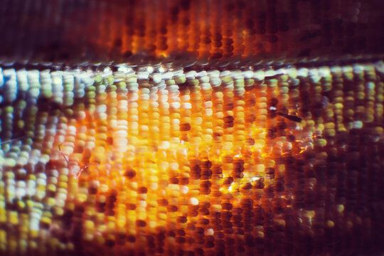 Colorful butterfly wings through a microscope