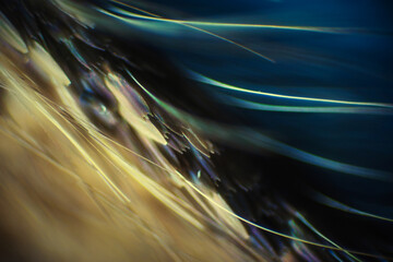 Colorful butterfly wings through a microscope