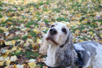 Cute cocker spaniel in autumn leaves
