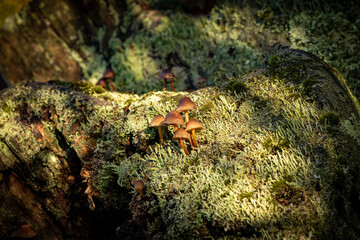 Fungii in a sunny patch