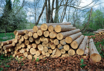 Stack of wood in forest. Energy and power concept 
