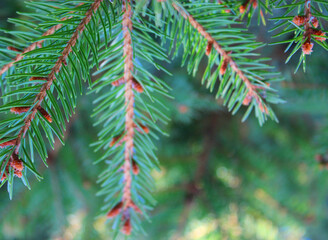 Obraz premium reen branches of a Christmas tree. background picture. High quality photo