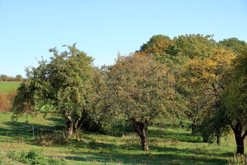 beautiful autumn trees in the Landscape in fall