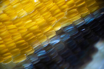 Colorful butterfly wings through a microscope