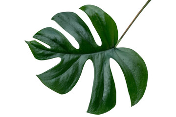 Rhaphidophora Tetrasperma, Mini monstera, Ginny philodendron leaf plant isolated include clipping path on white background © sakdam