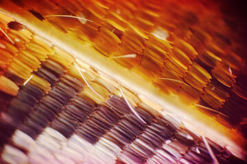 Colorful butterfly wings through a microscope