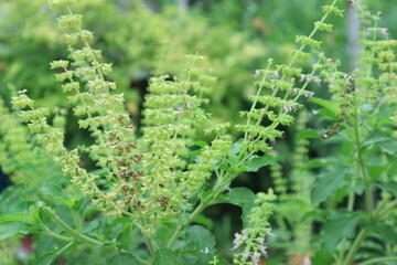 Cinnamon basil (Ocimum basilicum) leaves and flowers, Thai Basil in the garden